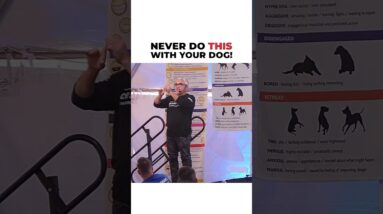 Never do this with your dog!