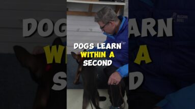 Old Dogs CAN Learn New Tricks!!