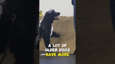 Senior Dogs Are BETTER at Learning