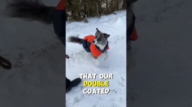 The Cold Affects Different Dog Breeds Differently!