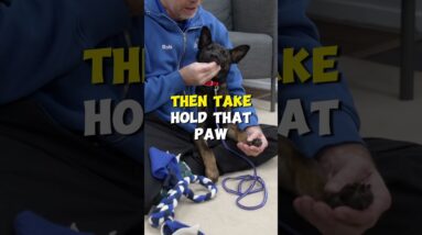 The CRUCIAL Step For Puppy Nail Trimming