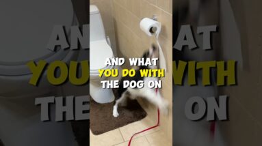 The HIGHS and LOWS of Puppy Training