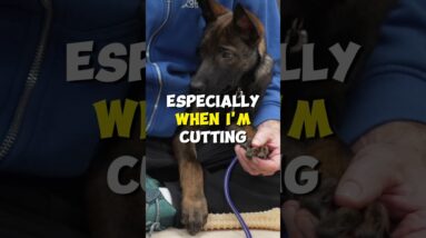 WHERE You Trim Puppy's Nails Matters?