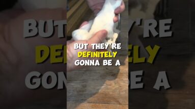 Winter Paw Grooming Tips