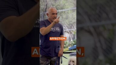 Remember it’s EXERCISE, DISCIPLINE, AFFECTION. It is not AFFECTION, AFFECTION, AFFECTION