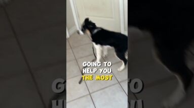 Accidents are NOT the Dog's Fault