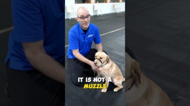 AMAZING Collar Alternative for Dog Walks