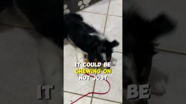 Are DOG CRATES Really a Good Thing?