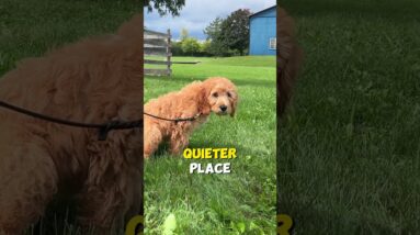 AVOID Puppy Potty Accidents with THESE Tips