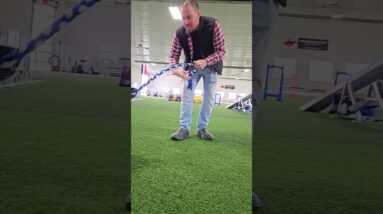 Best Interactive Toy For Dogs