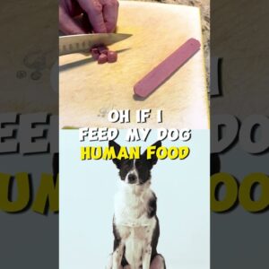 Can I Feed my Dog Human Food?