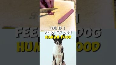 Can I Feed my Dog Human Food?