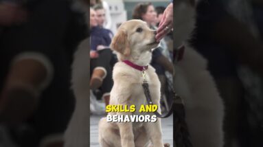 Can I Train a DEAF Dog?