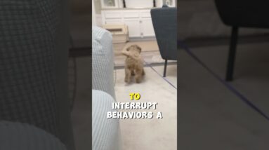 Can I Use an Indoor Leash with my Dog?