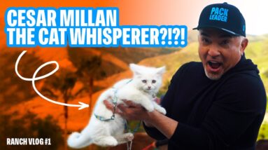 CESAR MILLAN THE CAT WHISPERER? + OUR NEW MERCH! | RANCH VLOGS 1