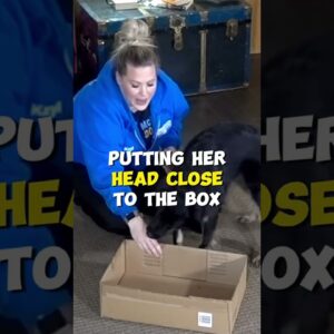Dog Training Using Just a Cardboard Box!