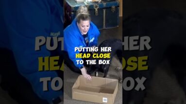 Dog Training Using Just a Cardboard Box!
