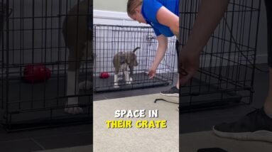 ESSENTIAL Tips for Buying a Puppy Crate
