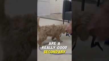 Food DOESN'T Work on my Dog!