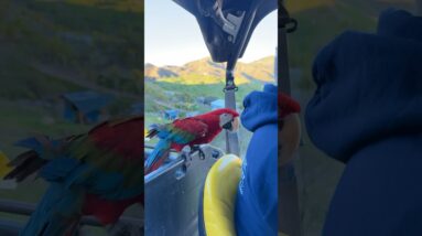 Driving around the ranch with my co-pilot, Rio 🦜❤️