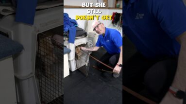 Get a CALM Dog When Coming out of the Crate