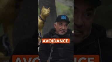 How do I love my dog right? - Cesar Millan