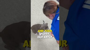 How LONG Should Your Puppy Play?