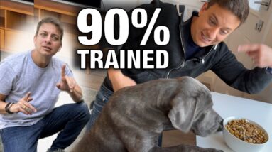 How To Get Your Dog 90% Trained with This ONE EASY Skill