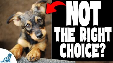 How To Pick The Perfect Puppy