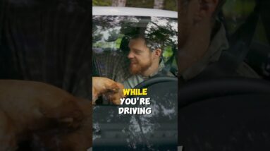 How to STOP Barking While Driving