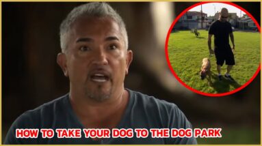 How To Take Your Dog To The Park | Cesar911 Shorts