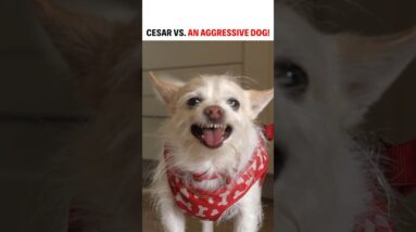 I meet an aggressive dog, Target! #dog #cesarmillan