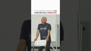 If you do this, your dog will MISBEHAVE!