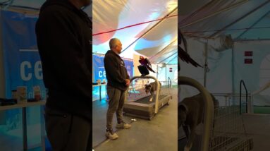 Learning the Treadmill with Junior & Rio!