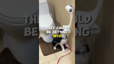 My Dog Doesn't Stay in his Bed at Night