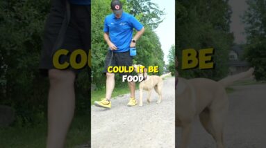 My Dog is UNCONTROLLABLE! Help!