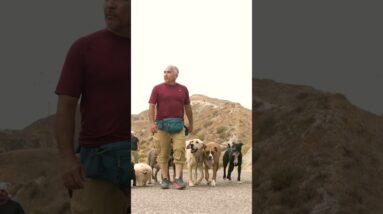 National Walk Your Dog Day 🐕