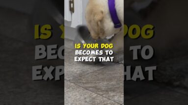 Should I Feed my Dog at the Same Time Everyday?