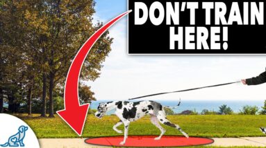 STOP Letting Your Dog FAIL On Walks