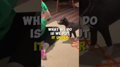 Teach Your Dog to Bark to Make them Quieter?