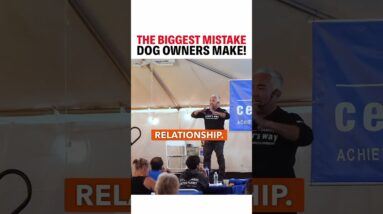 The biggest mistake dog owners make!