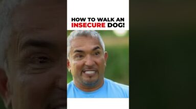 The dog is going to follow your energy!