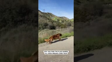 This is the Dog Psychology Center. ❤️