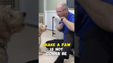 Wait... Am I Encouraging Begging with my Puppy?