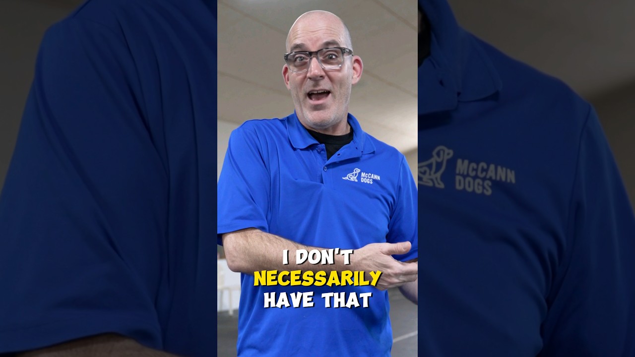 What If My Dog Doesn't Care About Treats? Best Dog Training Methods