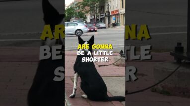 Which Seasons are the Worst for my Dog?