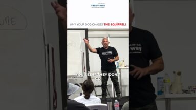 Why your dog chases the squirrel 🐿️