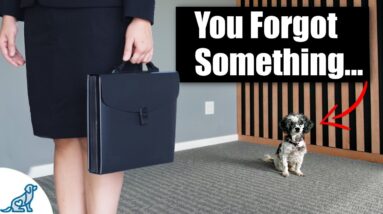 Your Morning Puppy Routine ISN’T WORKING! (Here’s Why)
