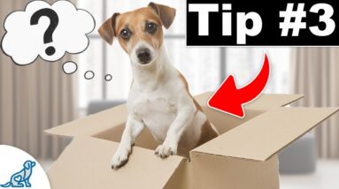 3 Indoor Exercises That TRANSFORM Your Outdoor Dog Training