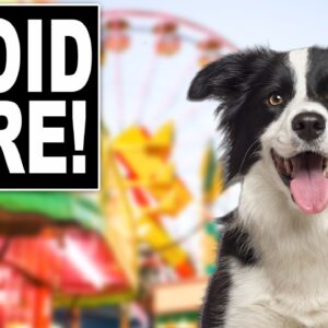 3 Places You Should NEVER Take Your Dog
